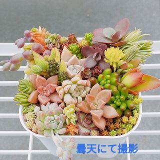 多肉植物　　プロリフィカ入り　セダム　　　詰め合わせ(その他)