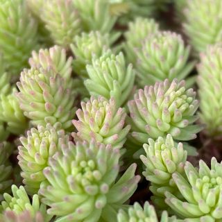 多肉植物　セダム　斑入りパリダム(その他)