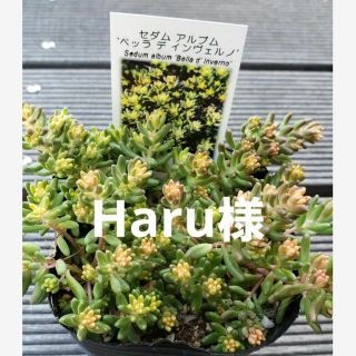 【専用】Haru様    2点(その他)