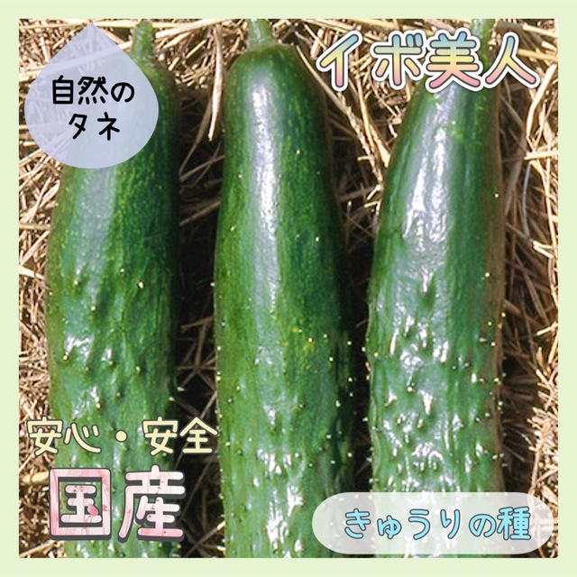 野菜　by　国内育成・採取】　タネ　胡瓜の通販　家庭菜園　イボ美人　きゅうり　種　shop_kra｜ラクマ