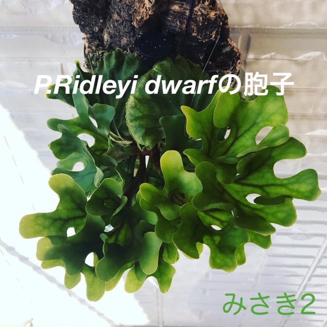 【ご依頼確認用】P.ridleyi dwarf （by.Yot）