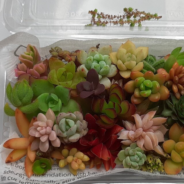 多肉植物 カット苗40種セット ハンドメイドのフラワー/ガーデン(その他)の商品写真