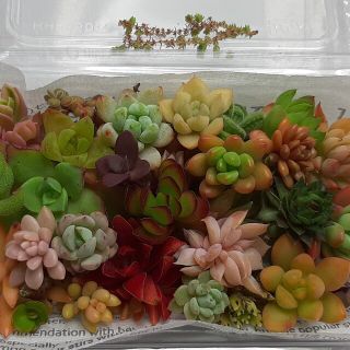 多肉植物 カット苗40種セット(その他)