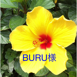 BURU様専用(その他)
