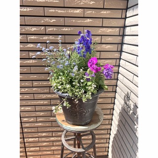 黒鉢に青系のお花たちと八重咲きペチュニアの寄せ植え♪(プランター)