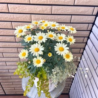 マーガレットとリシマキアオーレアの寄せ植え♪(プランター)