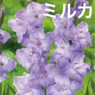 グラジオラス　ミルカ　球根　2球　(その他)