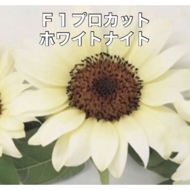 花の種 ひまわり 種 5種類 Ｄセット 花種 種子 ハンドメイドのフラワー/ガーデン(その他)の商品写真