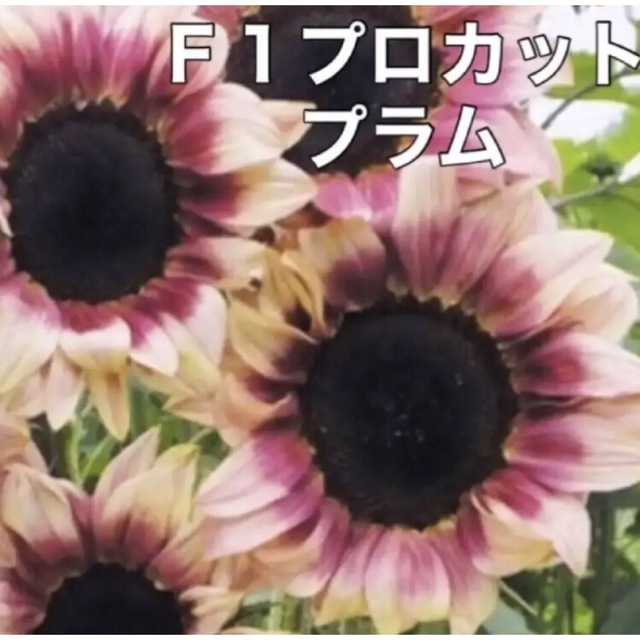 花の種 ひまわり 種 5種類 Ｄセット 花種 種子 ハンドメイドのフラワー/ガーデン(その他)の商品写真