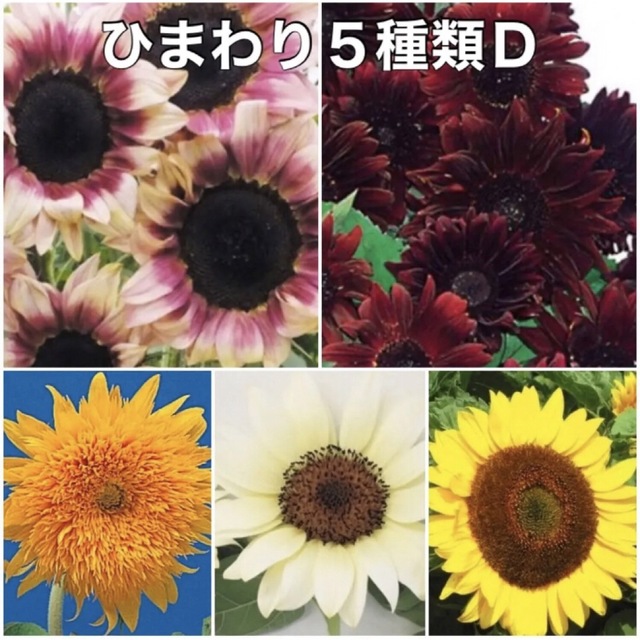 花の種 ひまわり 種 5種類 Ｄセット 花種 種子 ハンドメイドのフラワー/ガーデン(その他)の商品写真