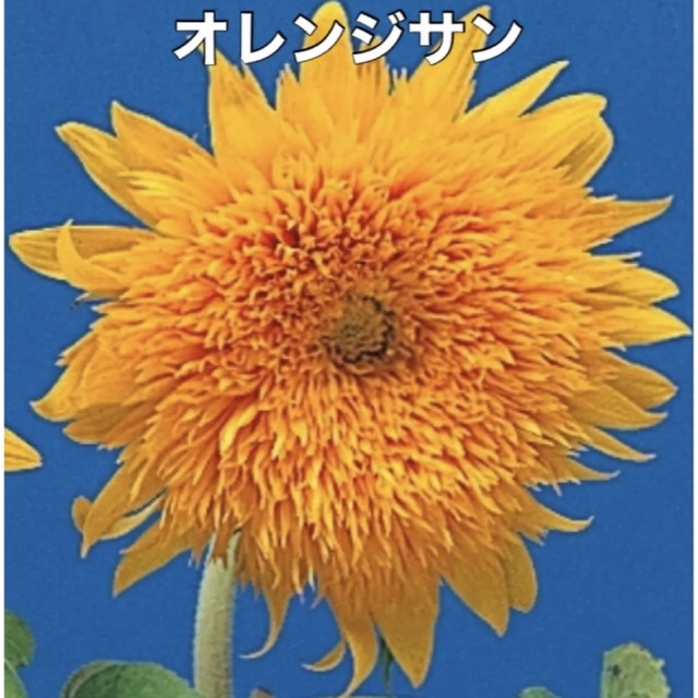 花の種 ひまわり 種 5種類 Ｄセット 花種 種子 ハンドメイドのフラワー/ガーデン(その他)の商品写真