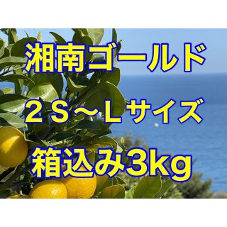 湘南ゴールド　箱込み3kg    ２Ｓ〜Ｌサイズ　小田原・片浦産　農薬不使用(フルーツ)