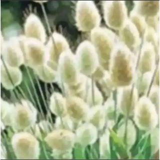 ラグラスバニーテールの種　花の種　春まき種(プランター)