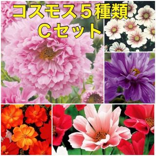 花の種 コスモス 種 5種類 Ｃセット 花種 種子(その他)