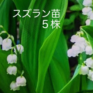スズラン　鈴蘭　すずらん　５苗セット(プランター)