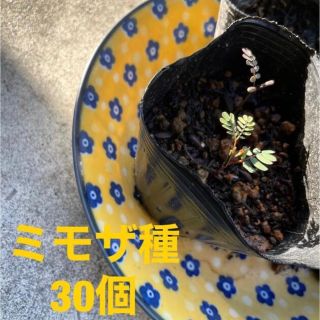 ミモザ種　30個(その他)