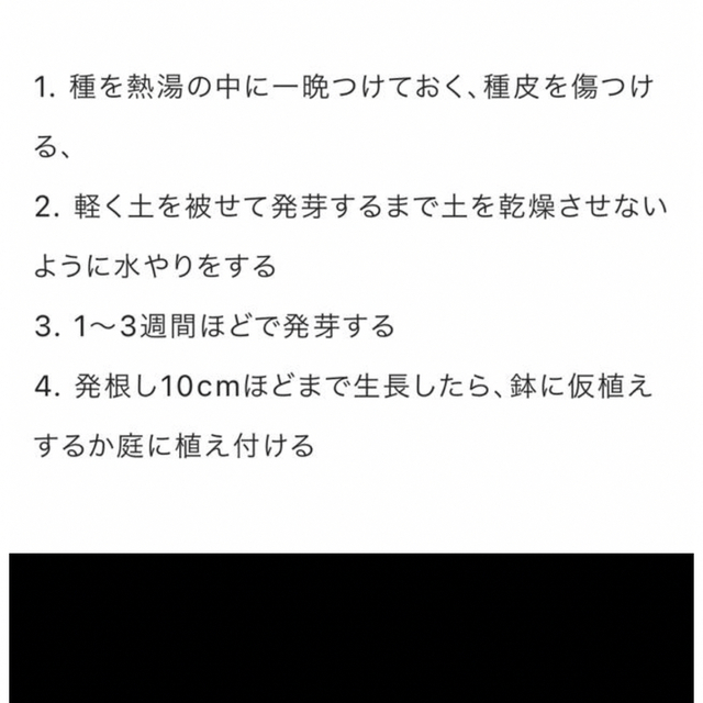 ミモザ種　30個 ハンドメイドのフラワー/ガーデン(その他)の商品写真