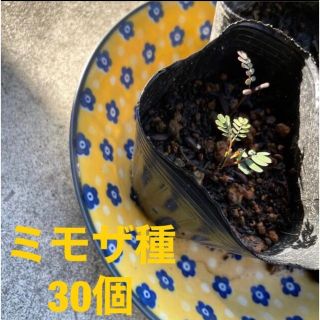 ミモザ種　30個(その他)