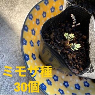 ミモザ種　30個(その他)