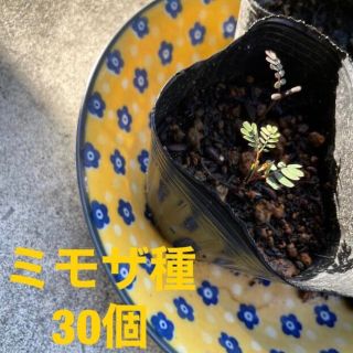 ミモザ種　30個(その他)