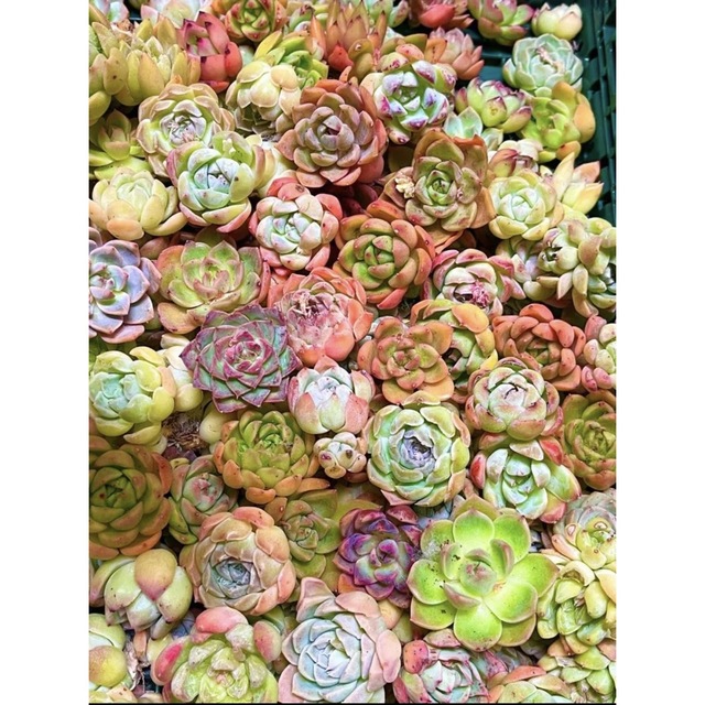 韓国苗 多肉植物美苗 交配種 100苗セット 2-4cm実生、色組み合わせ