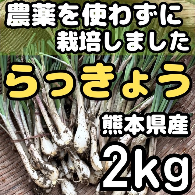 熊本県産 朝採り 新鮮らっきょう 2kg 農薬を使わずに栽培しました