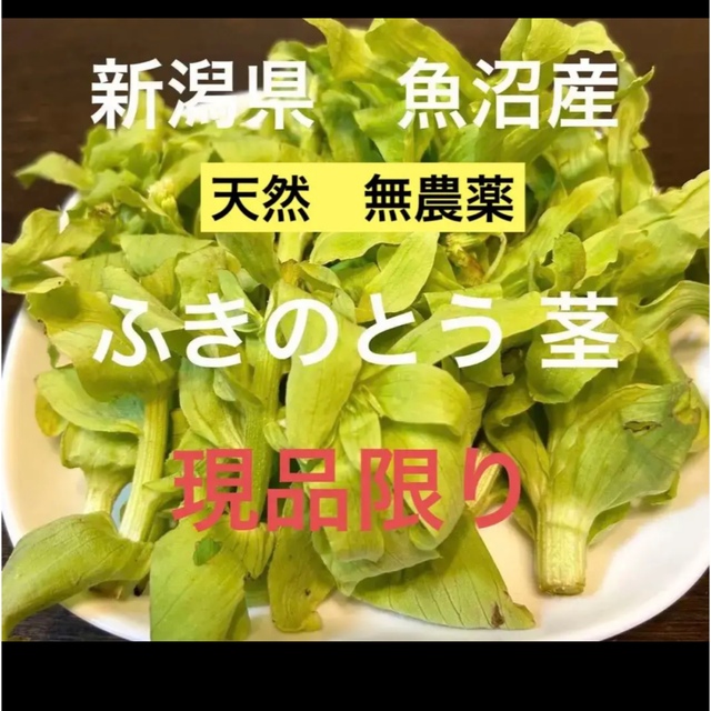 増量しました！新潟県　魚沼産　ふきのとう 茎　山菜　新鮮採りたて 食品/飲料/酒の食品(野菜)の商品写真