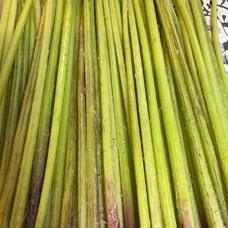 美味しい　天然蕗　無農薬　ふき　900g(野菜)