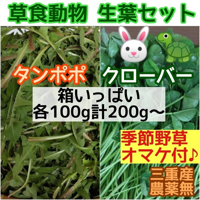 保障できる 新鮮 タンポポオオバコ 120g+季節野草オマケα ネコポス便 ウサギ 他 初日カバー2セット(イギリス:リス、ウサギ切手)
