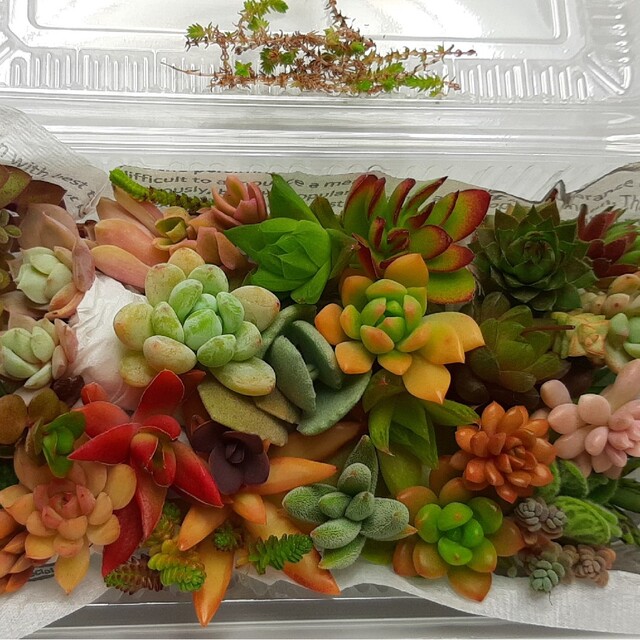 多肉植物 カット苗40種セット ハンドメイドのフラワー/ガーデン(その他)の商品写真