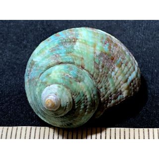 貝殻 標本のフリマアイテム一覧 貝殻 標本のフリマアイテム一覧