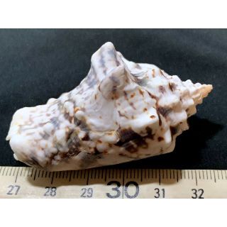 貝殻 標本のフリマアイテム一覧 貝殻 標本のフリマアイテム一覧