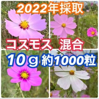 コスモス センセーション 秋桜  種 たね タネ 一年草(プランター)