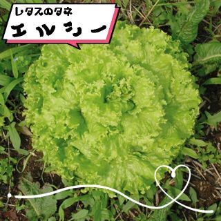 自然のタネ エルシーレタス レタスの種 固定種 えるしーれたす れたすの種(野菜)