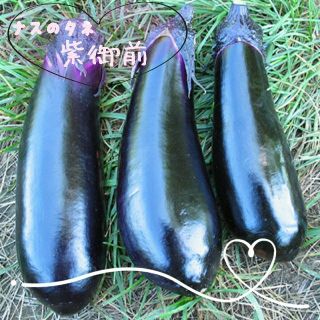 自然のタネ 紫御前 ナスの種 交配種 むらさきごぜん なすの種(野菜)