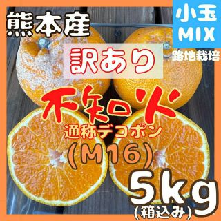 限定1箱 不知火 訳あり M16 小玉MIX5kg(デコポン)(フルーツ)