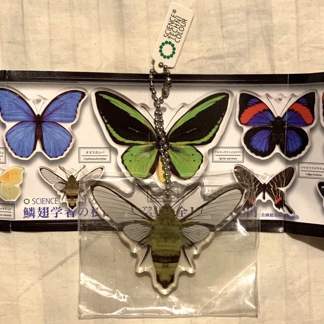 サイエンステクニカラー　蝶　標本　キーホルダー　チェーン　ガチャ　オオスカシバ メンズのファッション小物(キーホルダー)の商品写真