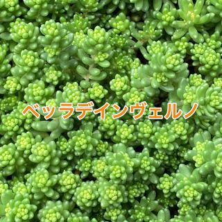 多肉植物  ＊ベッラデインベルノ＊  15カット(その他)