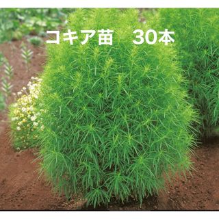 コキア苗　30本(その他)