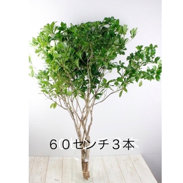 天然アセビ　切り枝☆60センチ３本 ハンドメイドのフラワー/ガーデン(その他)の商品写真