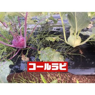 収穫中・追加野菜の予定表！