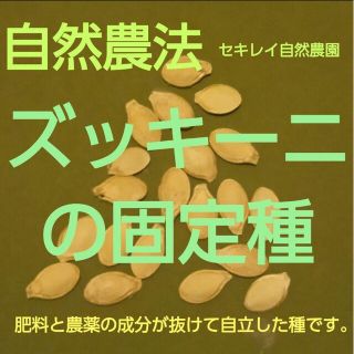 ズッキーニの固定種　自然農法(野菜)