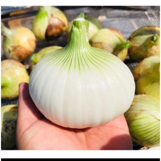 淡路島産　新玉ねぎ　たまねぎ　5kg(野菜)