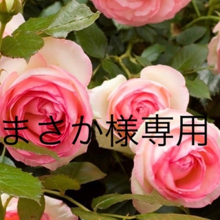 薔薇【ピエールドゥロンサール】挿木苗4株セット(その他)