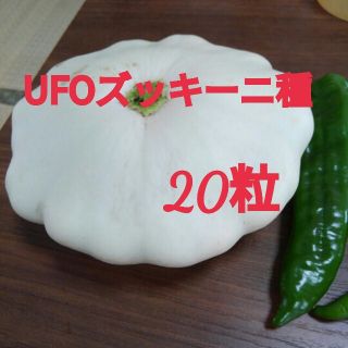 UFOズッキーニ種 白(野菜)