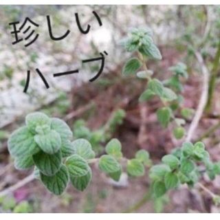 増量中★マジョラムシリアカ 挿し穂5本 無農薬 珍しいハーブ(その他)