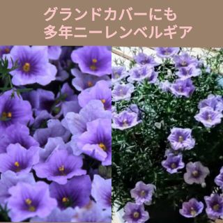 育て方付き❀グランドカバーにも人気の沢山咲く多年*ニーレンベルギア*花の種(その他)