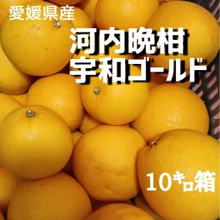 愛媛県産☆河内晩柑 宇和ゴールド 家庭用10㌔箱☆(フルーツ)