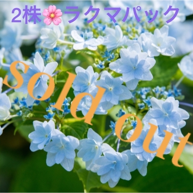 ????sold out????《アジサイ　隅田の花火　2株セット　蕾あり✨　挿し木苗》