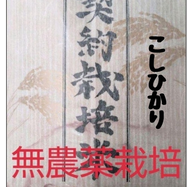 兵庫県丹波産こしひかり玄米10kg✕2袋(令和4年産)　米/穀物